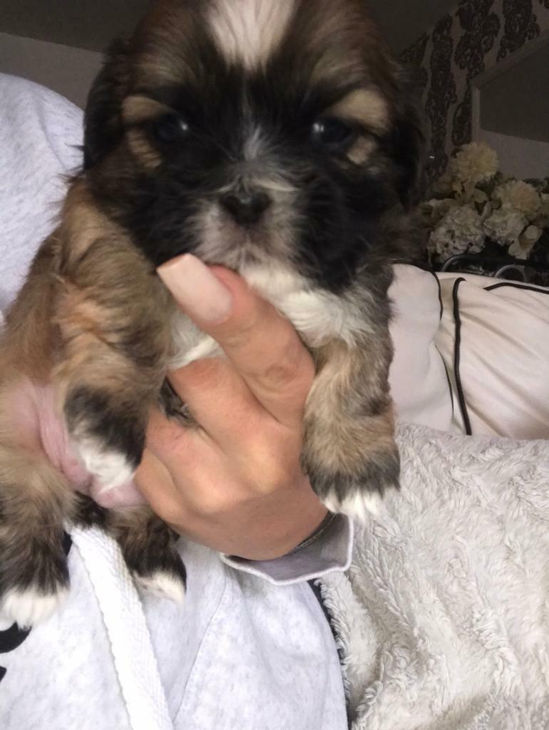 shih tzu for sale gumtree